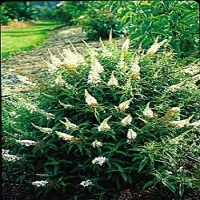'Snow White' Flutterby Petite Butterfly Bush - Click Image to Close